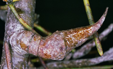 123B-3-Hakea-teretifolia-ssp.-hirsuta-fr-Peter-Kinchington.jpg