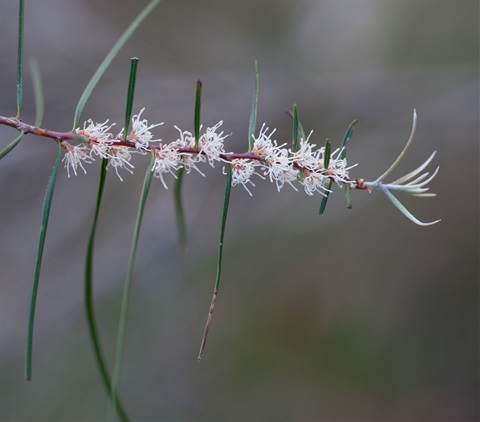 124B-2-Hakea-ulicina-fl-Chris-Clarke.jpg