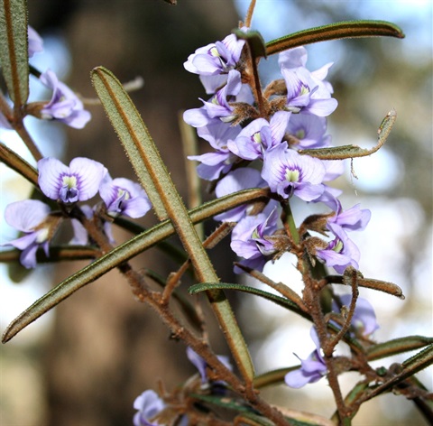 125B-2-Hovea-asperifolia-fl-Marilyn-Gray.jpg