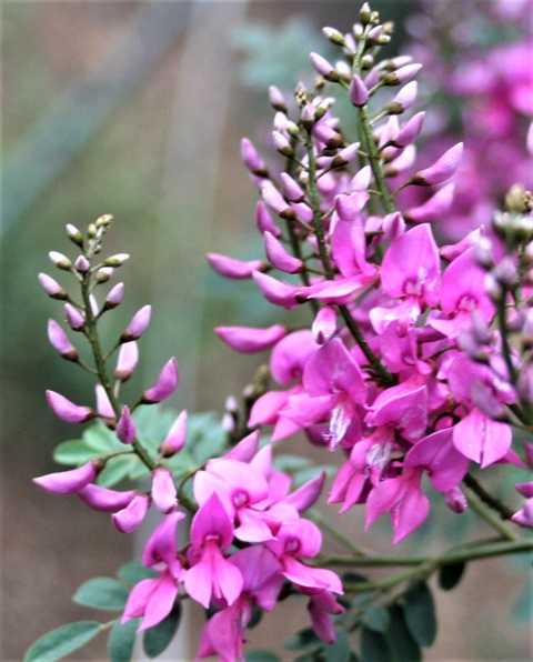 126B-2-Indigofera-australis-fl2-Marilyn-Gray.jpg