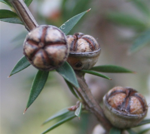 131B-4-Leptospermum-continentale-fr-Marilyn-Gray.jpg