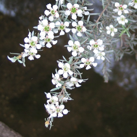 132B-2-Leptospermum-lanigerum-Fl-Colleen-Miller.jpg