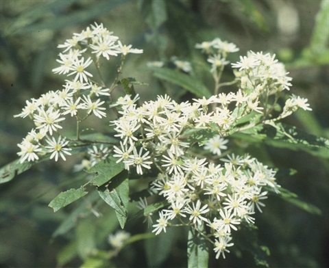 140B-2-Olearia-lirata-fl-Marilyn-Gray.jpg