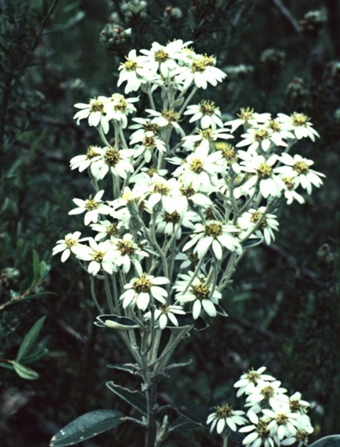 141B-2-Olearia-megalophylla-fl-Ken-Harris.jpg