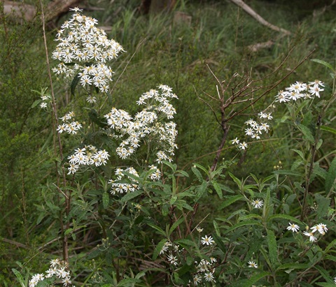 142B-1-Olearia-phlogopappa-hab-Heales-Sanc.jpg