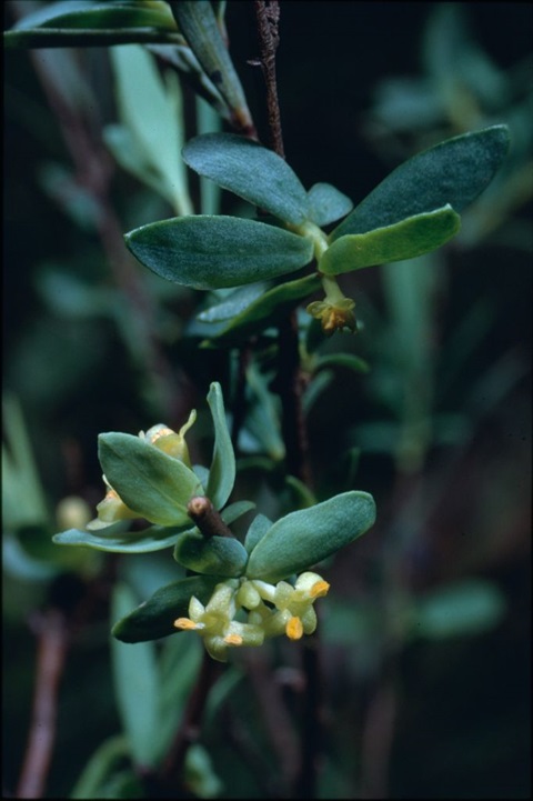 151B-1-Pimelea-pauciflora-fl-fol-Jeff-Jeanes.jpg