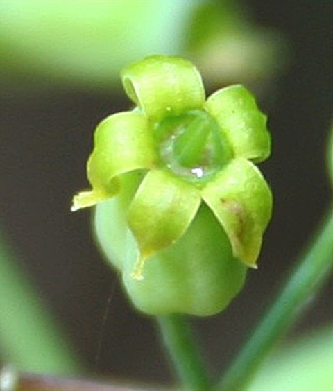 153B-3-Polyscias-sambucifolia-ssp.-1-fl-Marilyn-Gray.jpg