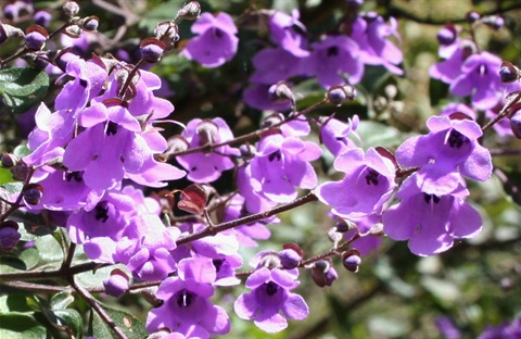 163B-3-Prostanthera-melissifolia-fl-2-Marilyn-Gray.jpg