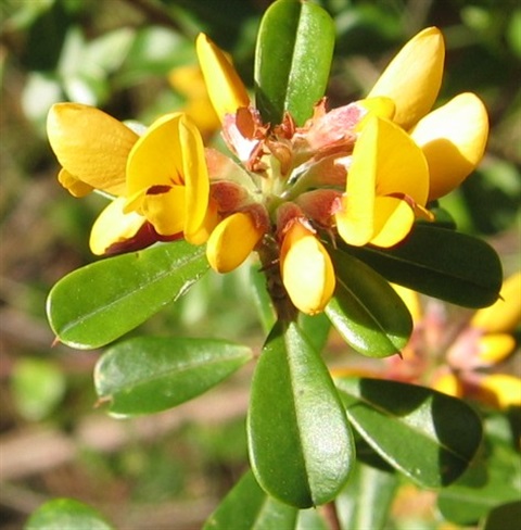 164B-2-Pultenaea-daphnoides-fl-fol-SYR.jpg