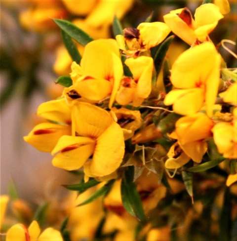 165B-2-Pultenaea-forsythiana-fl-Marilyn-Gray.jpg