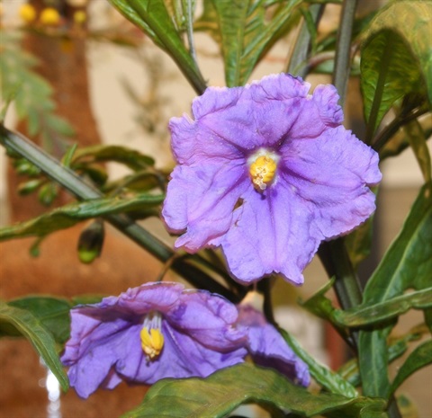 171B-2-Solanum-laciniatum-fl-Marilyn-Gray.jpg