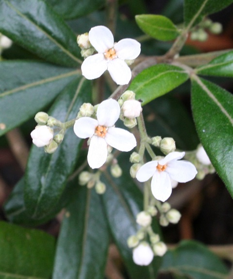 178B-2-Zieria-arborescens-fl-Marilyn-Gray.jpg