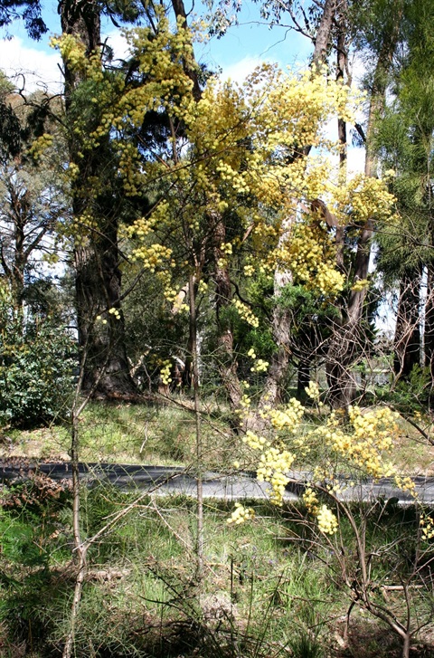 Acacia genistifolia