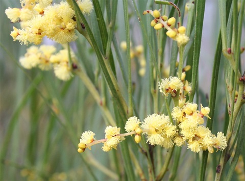 74B-3-Acacia-mucronata-ssp.-longifolia-fl-Marilyn-Gray.jpg