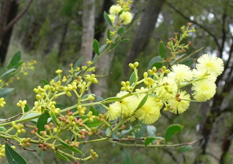 75B-2-Acacia-myrtifolia-Shire-of-Yarra-Ranges.jpg