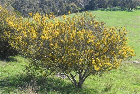 77B-1-Acacia-paradoxa-hab-David-Blair.jpg