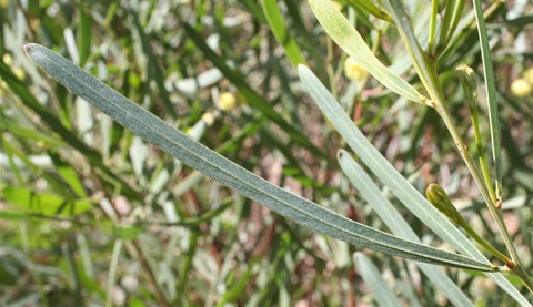 79B-3-Acacia-stricta-fol-Marilyn-Gray.jpg