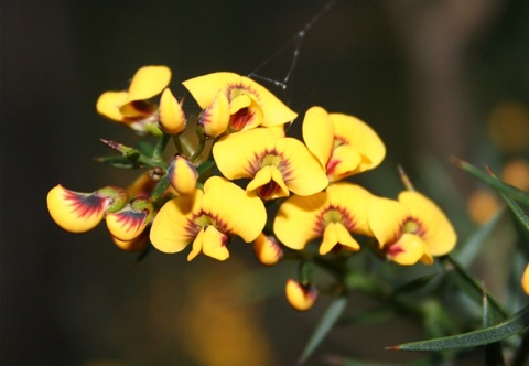 107B-2-Daviesia-ulicifolia-ssp.-ulicifolia-fl-Peter-Kinchington.jpg