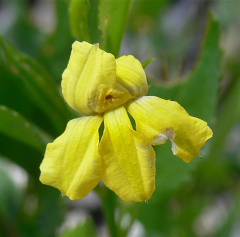 117B-3-Goodenia-ovata-Photo-by-Shire-of-Yarra-Ranges.jpg