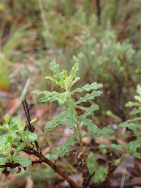 139B-2-Olearia-asterotricha-ssp.-lobata-fl-Andre-Messina.jpg