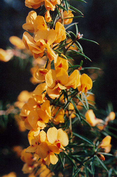 168B-2-Pultenaea-muelleri-Owen-G.bmp