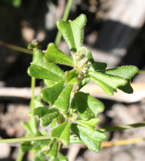 169B-3-Pultenaea-scabra-fol-Marilyn-Gray.jpg