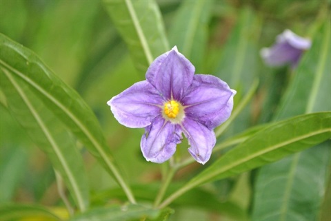 172B-2-Solanum-vescum-fl-Daniel-Ohlsen.jpg