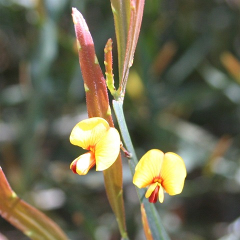 207B-2-Bossiaea-riparia-fl-Marilyn-Gray.jpg