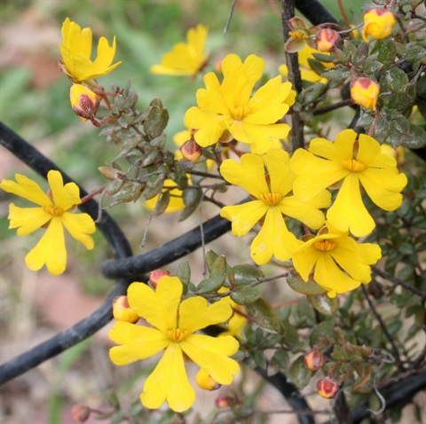 260B-2-Hibbertia-empetrifolia-fl-Marilyn-Gray.jpg