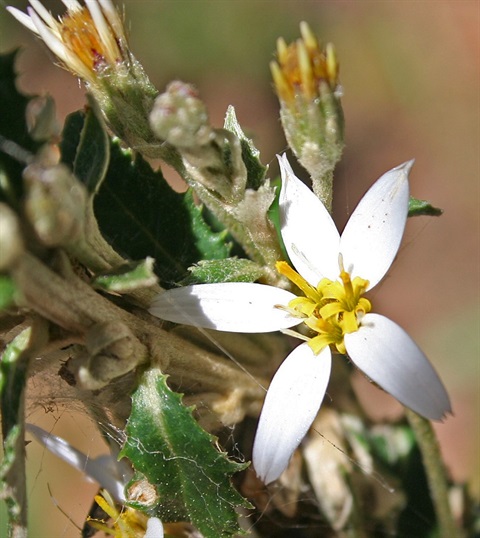 291B-2-Olearia-erubescens-fl-2-Marilyn-Gray-1.jpg