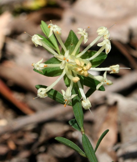 306B-3-Pimelea-linifolia-fl-Marilyn-Gray.jpg