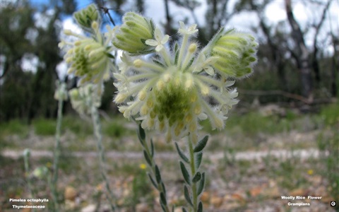 307B-2-Pimelea-octophylla-David-Hartlands.jpg