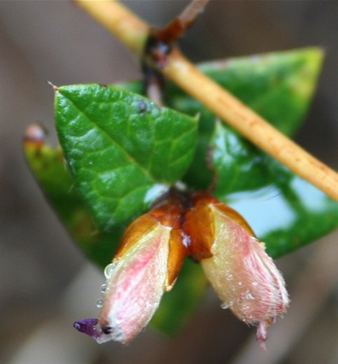 312B-2-Platylobium-obtusangulum-bud-Marilyn-Gray.jpg