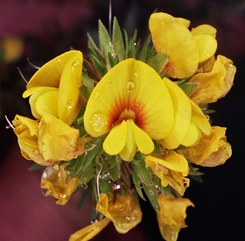 315B-2-Pultenaea-weindorferi-fl-Peter-Kinchington.jpg