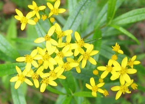 330B-2-Senecio-linearifolius-var.-linearifolius-Shire-of-Yarra-Ranges.jpg