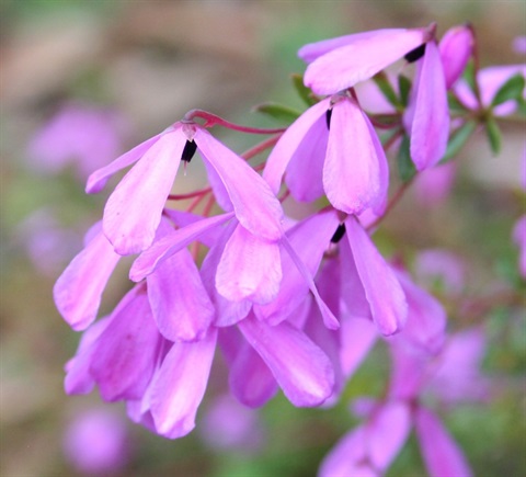 345B-2-Tetratheca-bauerifolia-fl-Marilyn-Gray.jpg