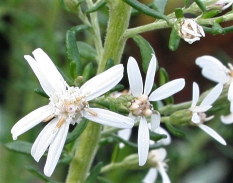 755B-2-Olearia-ramulosa-fl-Marilyn-Gray.jpg