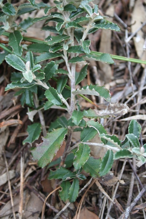 756B-3-Olearia-speciosa-fol-Marilyn-Gray.jpg