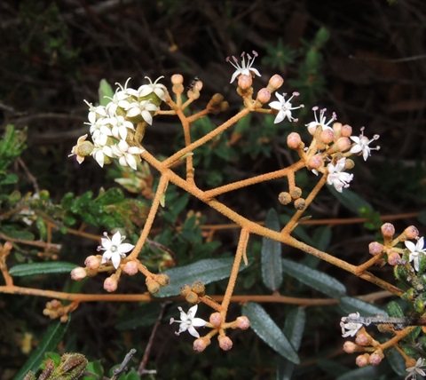 808B-2-Astrotricha-ledifolia-Cathy-Powers.jpg