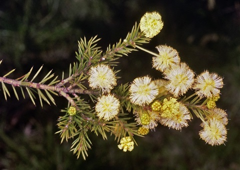 80B-2-Acacia-ulicifolia-fl-Peter-Kinchington.jpg