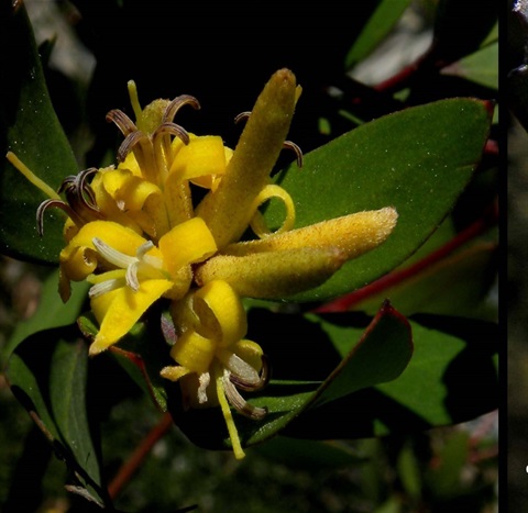 825B-2-Persoonia-confertiflora-Richard-Hartlands-Copy.jpg