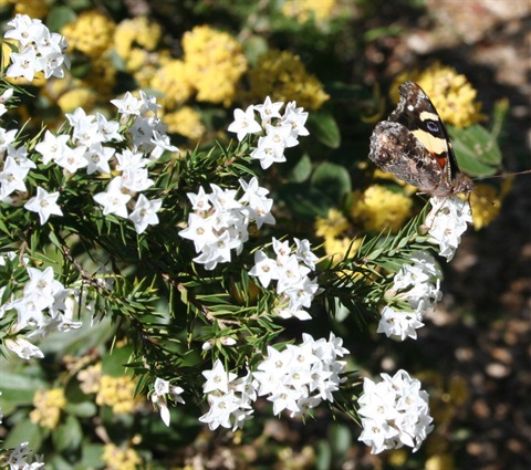 839B-2-Epacris-paludosa-fl-butterfly-Marilyn-Gray.jpg