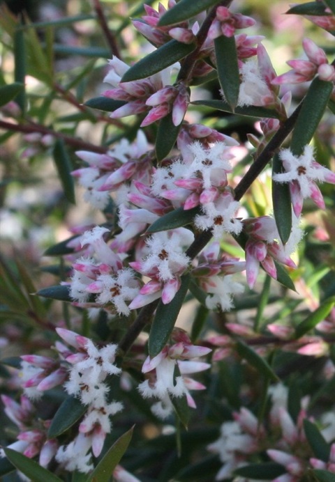 842B-2-Leucopogon-ericoides-fl-Marilyn-Gray.jpg