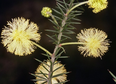 947B-2-Acacia-verticillata-ssp.-ovoidea-fl-Peter-Kinchington.jpg