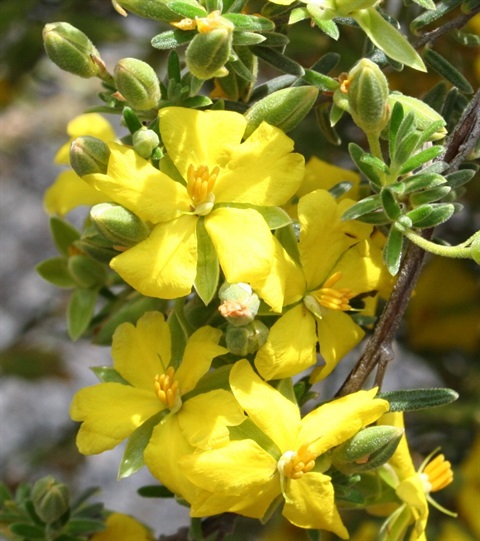 953B-2-Hibbertia-australis-fl2-Marilyn-Gray.jpg