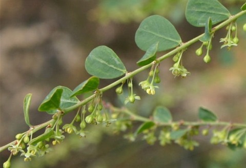 983B-2-Phyllanthus-gunnii-fl-Ken-Harris.jpg