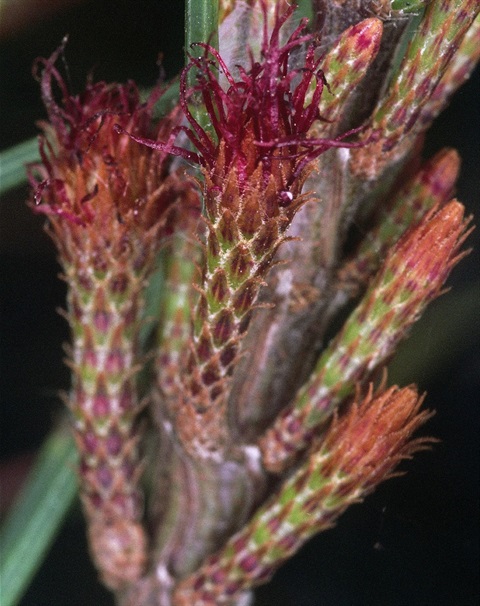 83B-3-Allocasuarina-paludosa-fl-f-Peter-Kinchington.jpg