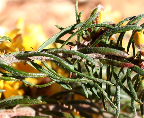 847B-3-Pultenaea-mollis-fol-Marilyn-Gray.jpg