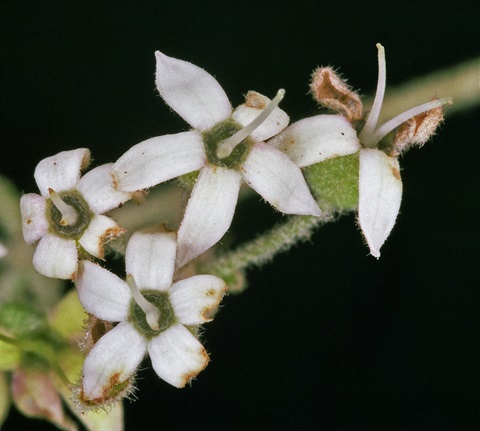 85B-2-Astrotricha-asperifolia-sp.-1-fl-Peter-Kinchington.jpg