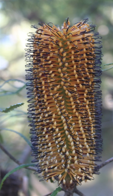 87B-3-Banksia-spinulosa-var.-cunninghamii-fl2-Marilyn-Gray.jpg